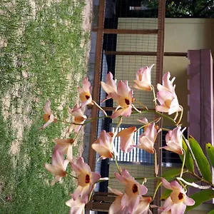 mini-casa.santa-catarina-brasil.com/